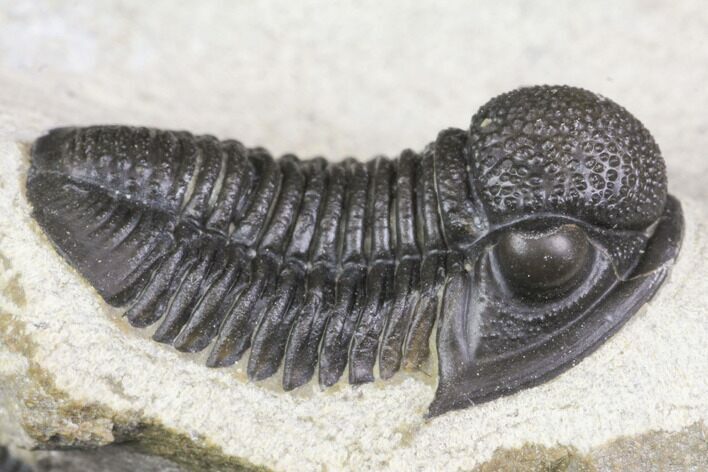 Detailed Gerastos Trilobite Fossil - Morocco #141791